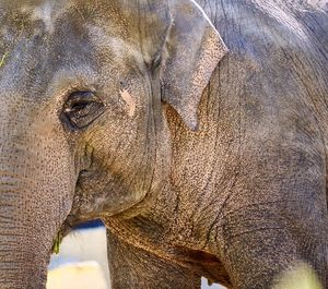 Close-up of elephant