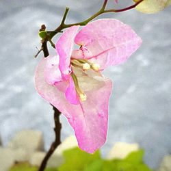 Close-up of ant on pink flower