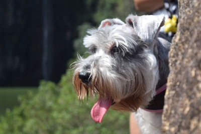 Close-up of dog on sunny day