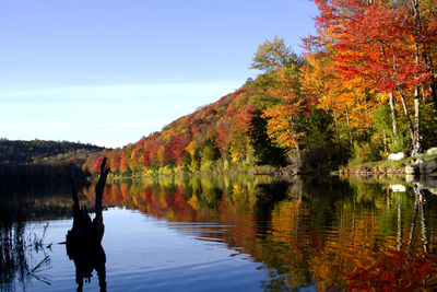 Reflection of trees on lake during autumn