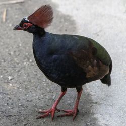 High angle view ofcrested wood partridge  bird looking and foraging for food 