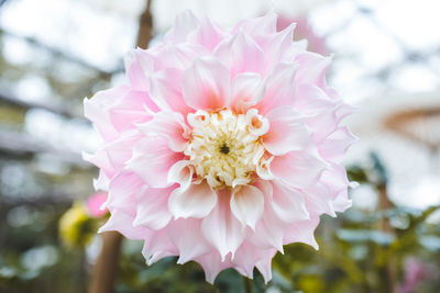 Close-up of pink cherry blossom