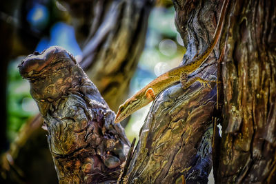 Close-up of tree trunk