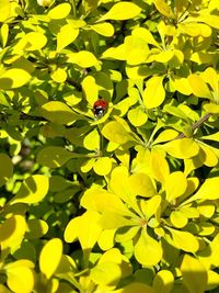 Close-up of insect on yellow flower