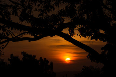 Low angle view of silhouette trees against sky during sunset