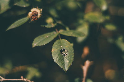 Close-up of insect on plant