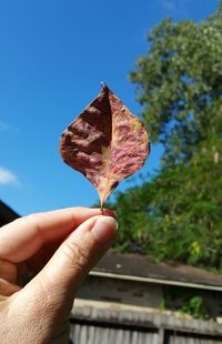 Close-up of dry leaves