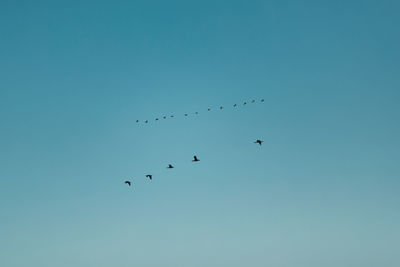 Low angle view of birds flying in sky