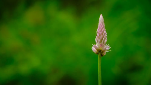 Close-up of flower 