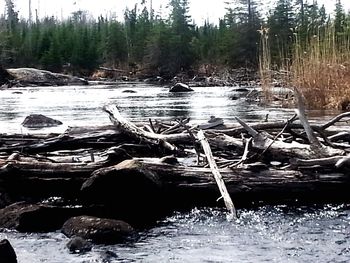 Scenic view of lake in forest