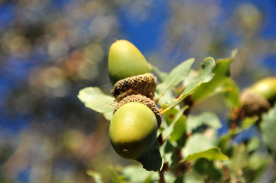 Two acorns on an oak tree in autumn / fall