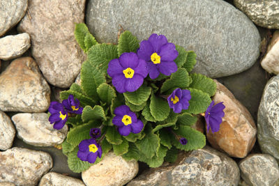 High angle view of purple flowering plants on rocks