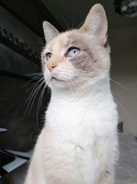 Close-up of cat looking away