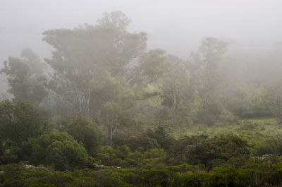 Trees in forest during rainy season