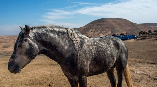 A stallion horse in african desert