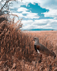 Bird perching on field against cloudy sky