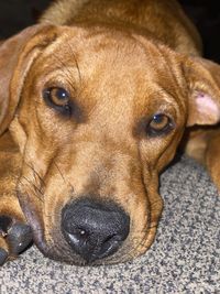 Close-up portrait of a dog