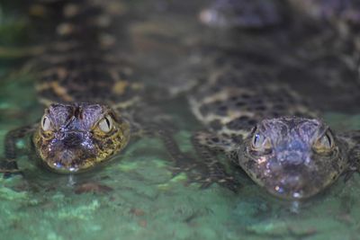 Close-up of turtle in water