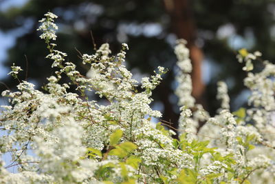 Close-up of white flowering plant