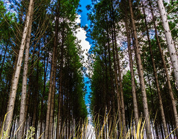 Low angle view of bamboo trees in forest