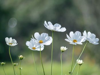 Close-up of white flowering plants on field