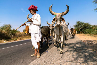 Horse cart on road