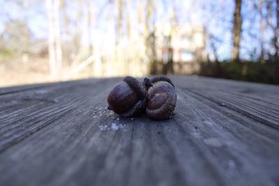 Close-up of snail on wood