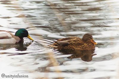 Duck swimming in a lake