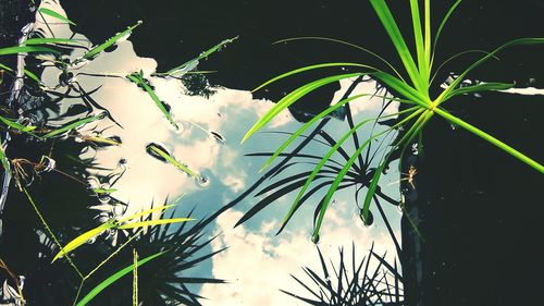 Close-up of plants against blurred background