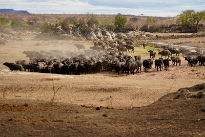 View of horses on field