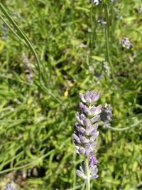 Close-up of purple flowering plant on field