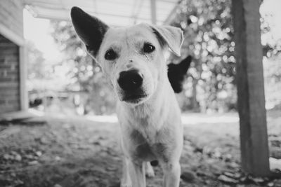 Portrait of dog standing on land