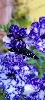 Close-up of insect on purple flowering plant