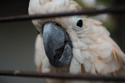 Close-up portrait of cockatoo in cage