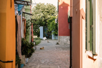 3 cats resting on a hot day in burano island near venice, italy.