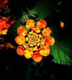 Close-up of orange leaves
