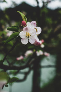 Close-up of pink cherry blossoms in spring