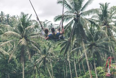 Panoramic view of palm trees