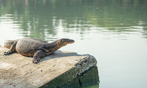 Varanus salvator looking on water monitor on sunny day with lake city background.