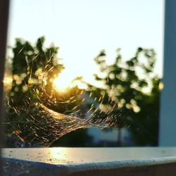Close-up of plant against blurred background