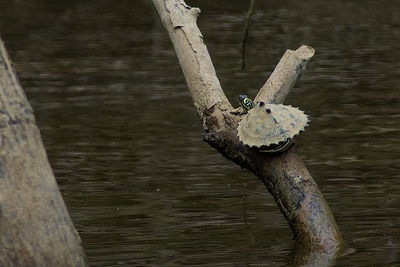 Close-up of lizard on tree trunk