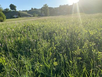 Scenic view of field against sky