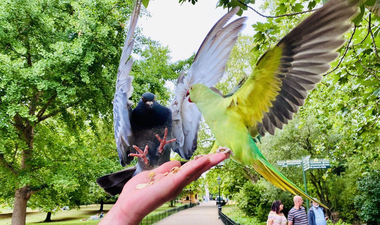 CROPPED IMAGE OF HAND AGAINST TREES