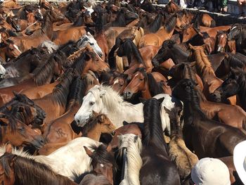 Full frame shot of horses