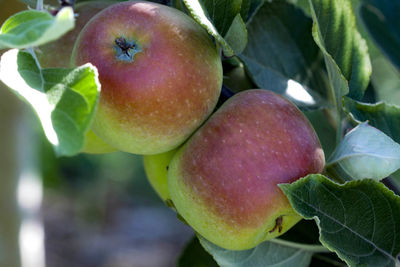 Close-up of apple on plant