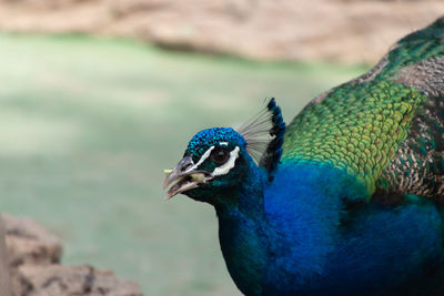 Close-up of peacock