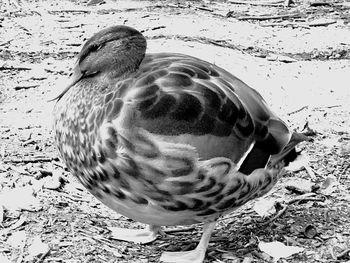 High angle view of bird on beach