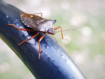 Close-up of insect