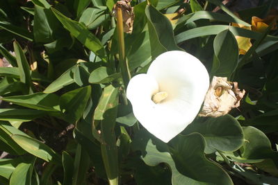 Close-up of white flower