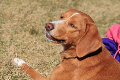 Close-up of dog sitting on grass